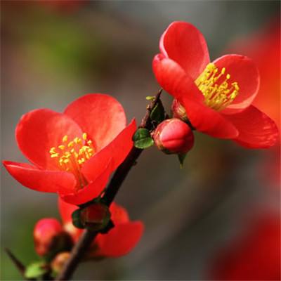 酒价内参3月25日价格发布 飞天茅台上涨3元/瓶，渠道报价小幅抬升